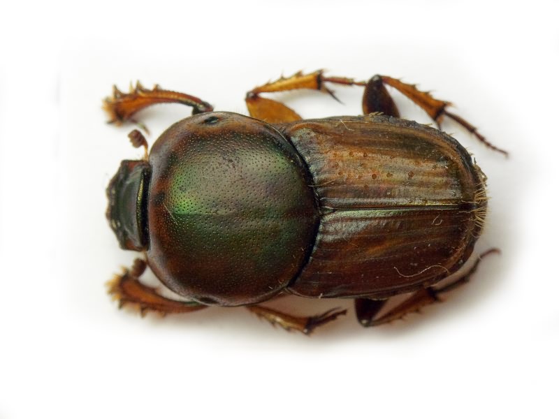 Euoniticellus fulvus (Goeze, 1777)